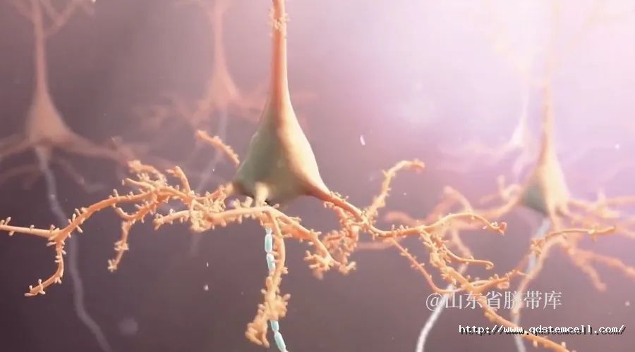 干细胞的应用05.png